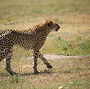 Cheetah Serengeti Safari