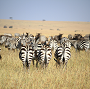 Zebra herd Maasai Mara