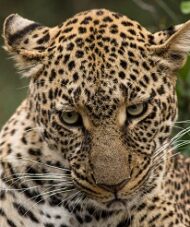 Leopard Masai Mara Reserve