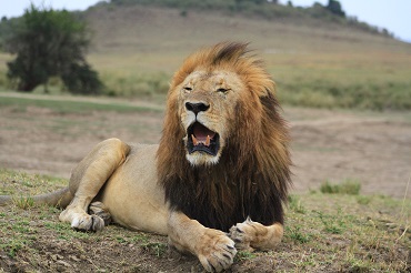Male Lion Maasai Mara