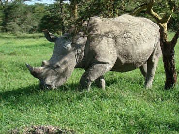 Rhino Lake Nakuru Park