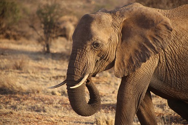 Samburu National Reserve Safari
