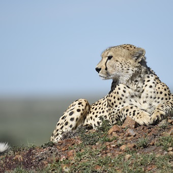 Kenya Safari Trip