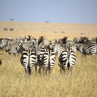 Zebra herd Serengeti
